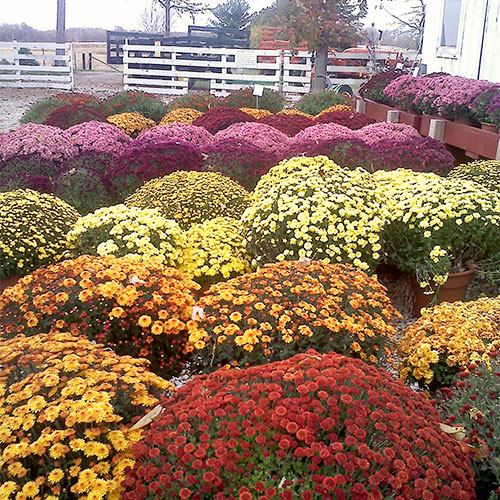 Full fall mums and great florals for sale at Howell's Pumpkin Patch