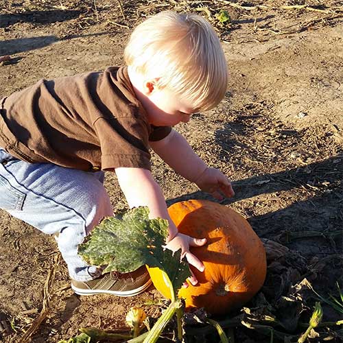 Pick Your Own Pumpkins at our U-Pick Pumpkin Patch at Howell's Pumpkin Patch